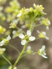 Lepidium jaredii album