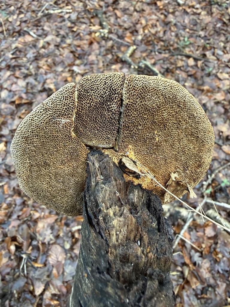 Daedaleopsis confragosa · January 2026 · photo: © cjoynson (iNaturalist, cc0)