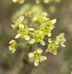 Lepidium jaredii album