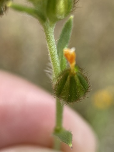 Image of Amsinckia lycopsoides by (c) Matt Berger, some rights reserved (CC BY)