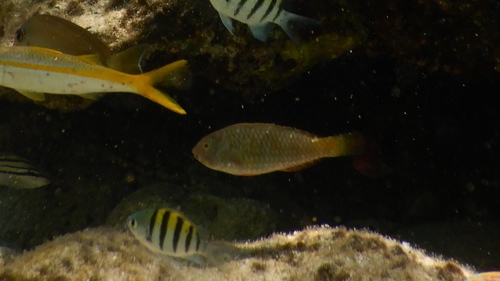 Photo of Yellowtail parrotfish (Sparisoma rubripinne)