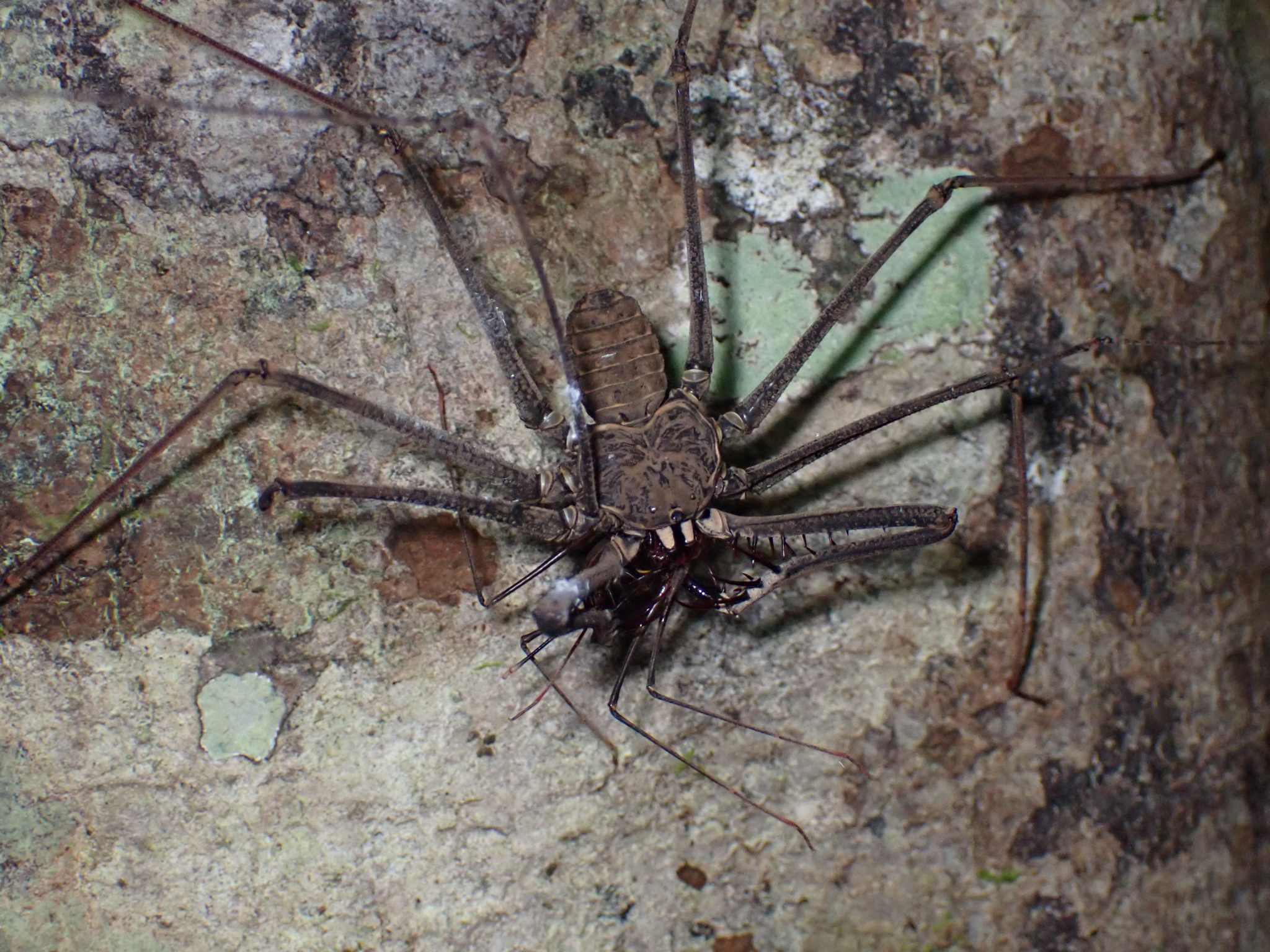 Heterophrynus batesii (Butler, 1873)