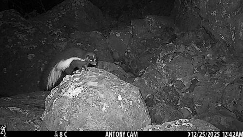 Zorrillo listado sureño observed by antonio_peza