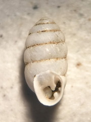 Gastrocopta armifera