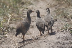 Pternistis icterorhynchus