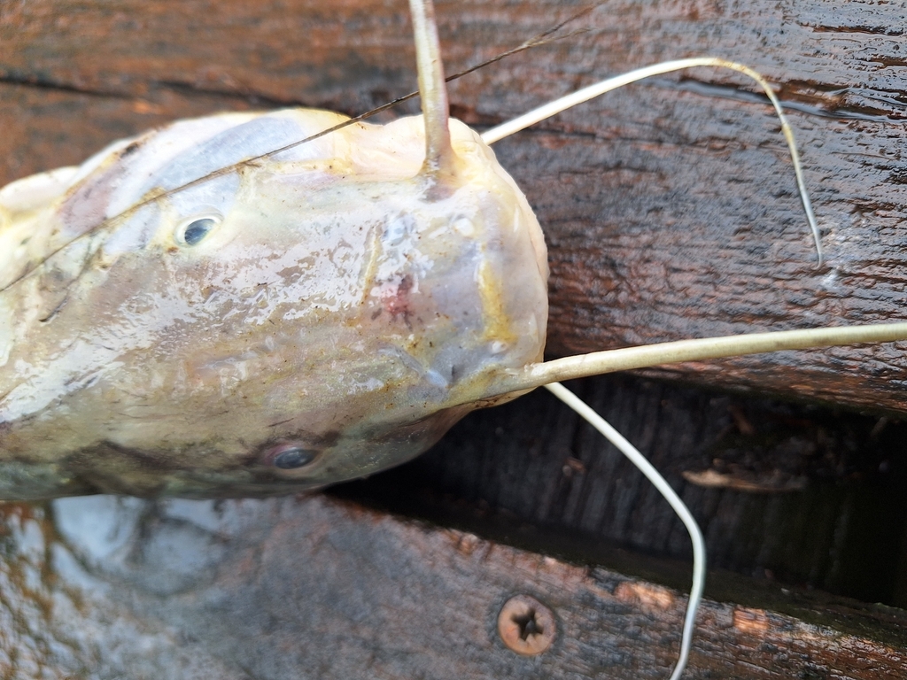 Pimelodus albicans