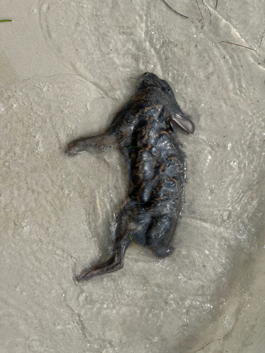 Marsh Rabbit observed by mcnugget240