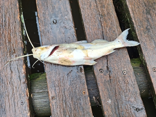 Witte mandi (Pimelodus albicans) — Pimelodidae — 2