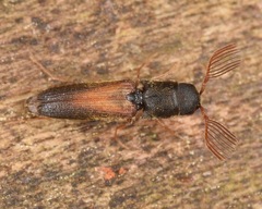 Isorhipis obliqua