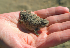Phrynosoma douglasii
