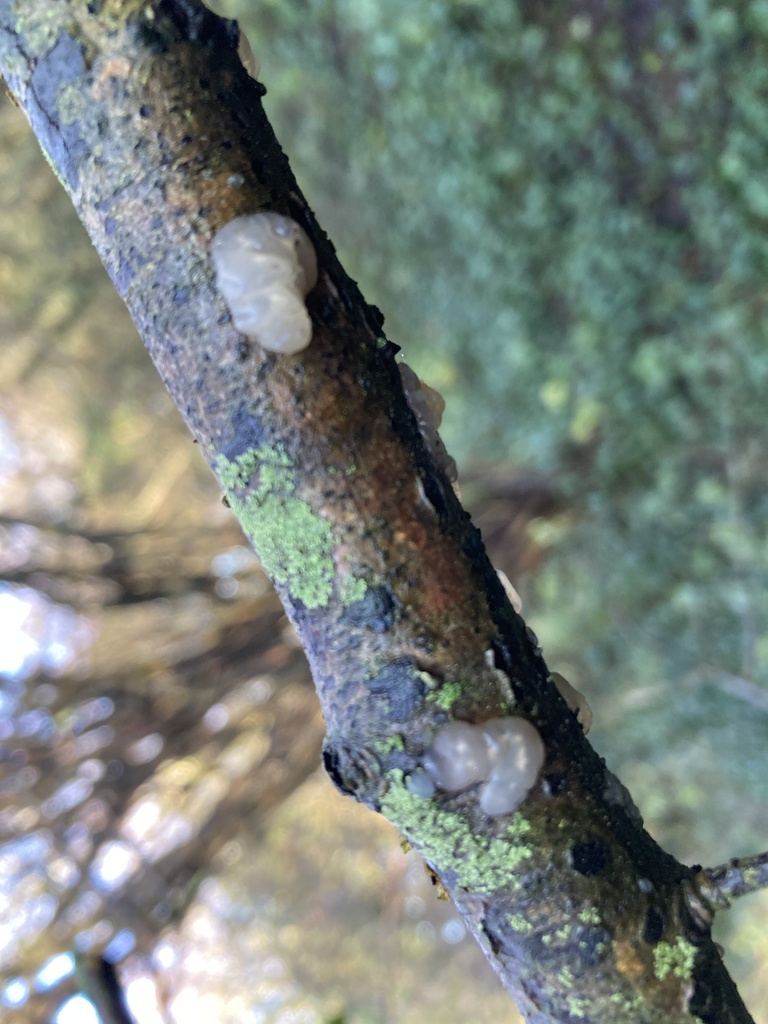 Myxarium nucleatum · January 2026 · photo: © wildhamandpetersham (iNaturalist, cc-by)