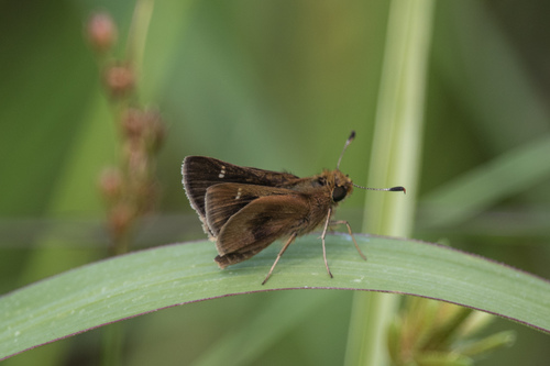Dark-patched Skipper