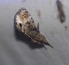 Zalissa catocalina