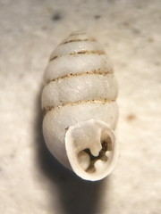 Gastrocopta armifera