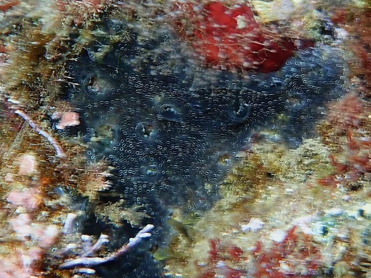 Diplosoma spongiforme (Giard, 1872)