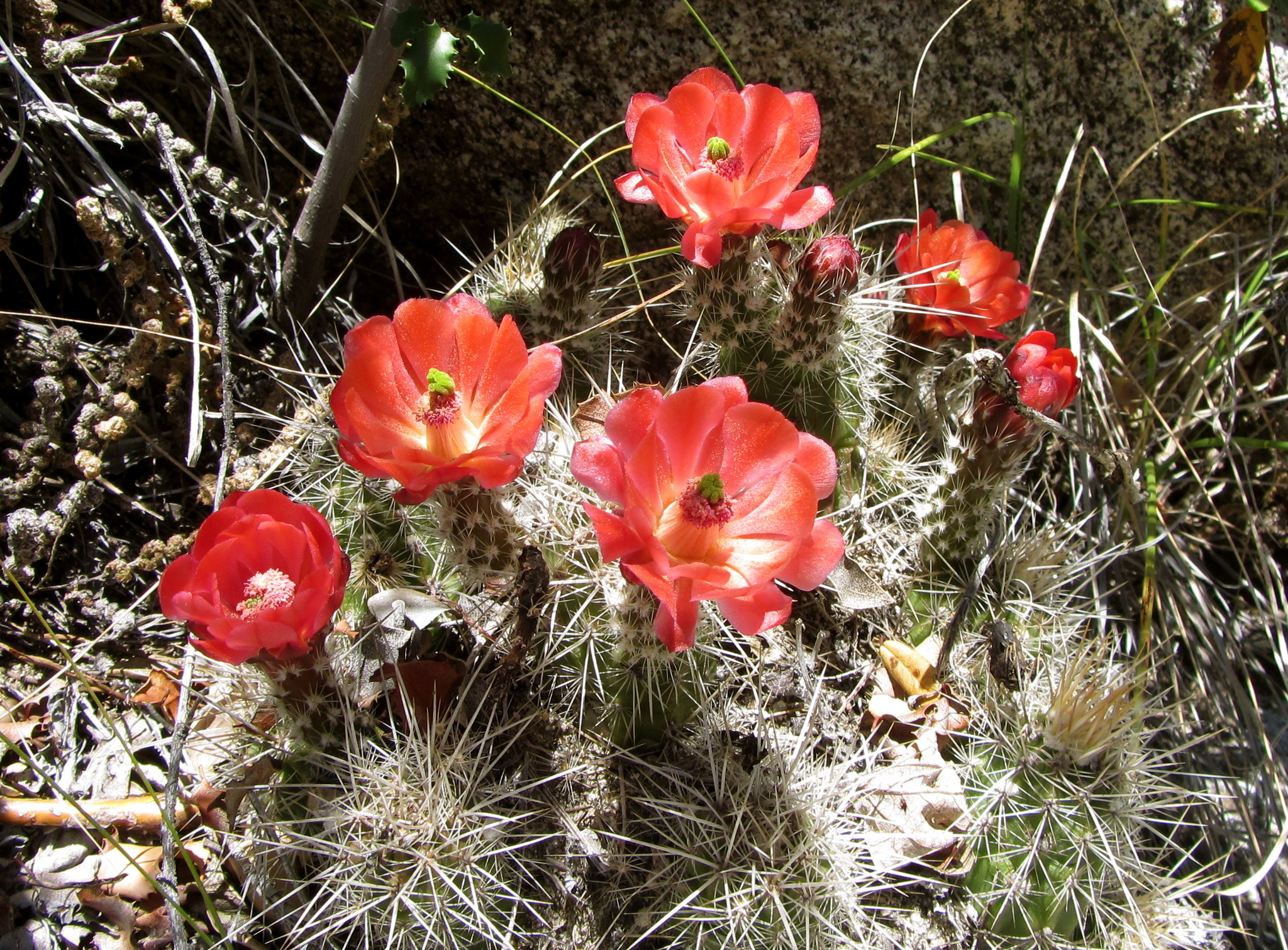 Photos of Subspecies Echinocereus pacificus mombergerianus  iNaturalist