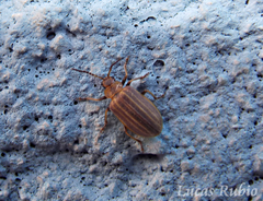 Neolochmaea brevicornis