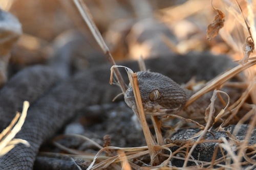 Khosatzki's Saw-scaled Viper