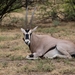 Beisa Oryx - Photo (c) Attila Steiner, some rights reserved (CC BY-NC), uploaded by Attila Steiner