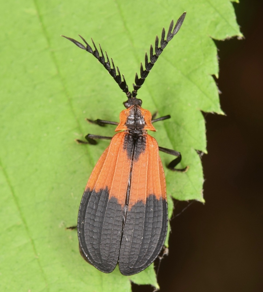 Terminal Net-winged Beetle