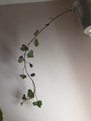Hedera helix