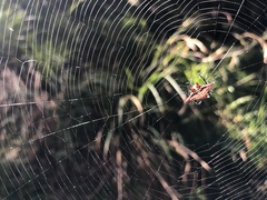 Gasteracantha sanguinolenta