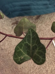 Hedera helix