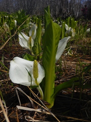 Lysichiton camtschatcensis
