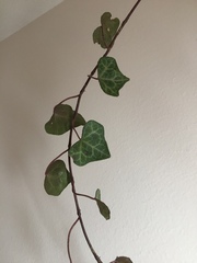 Hedera helix