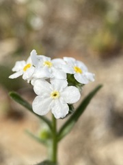 Cryptantha oxygona