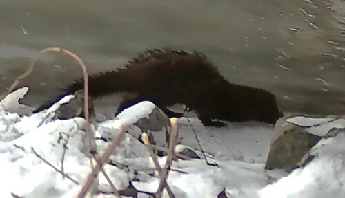 American Mink observed by eco-la