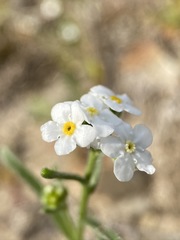 Cryptantha oxygona