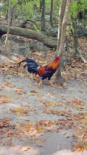 Red Junglefowl (Gallus gallus), photo 5