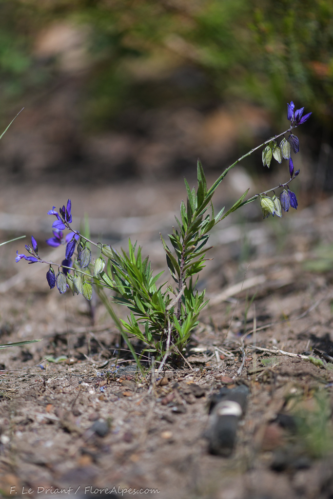 Polygala baetica
