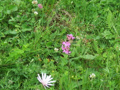 Pseudopodospermum papposum