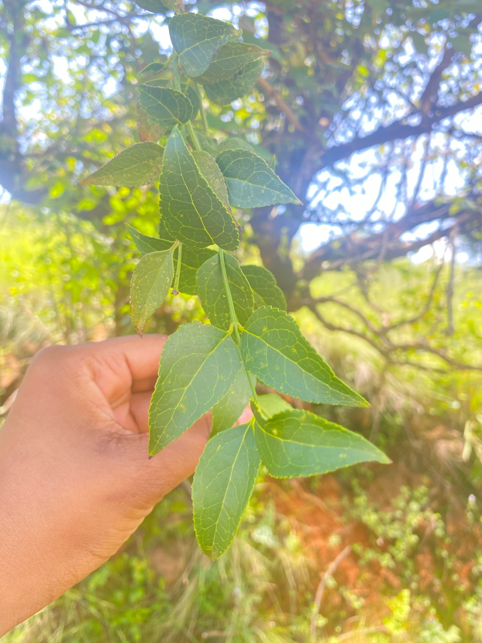 Imagem de Halleria lucida