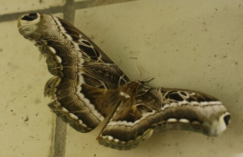 Dactyloceras lucina