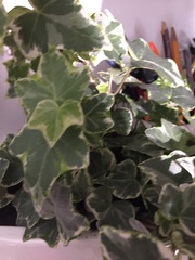 Hedera helix
