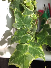 Hedera helix