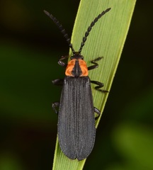 Calochromus perfacetus