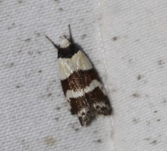 Eulechria triferella