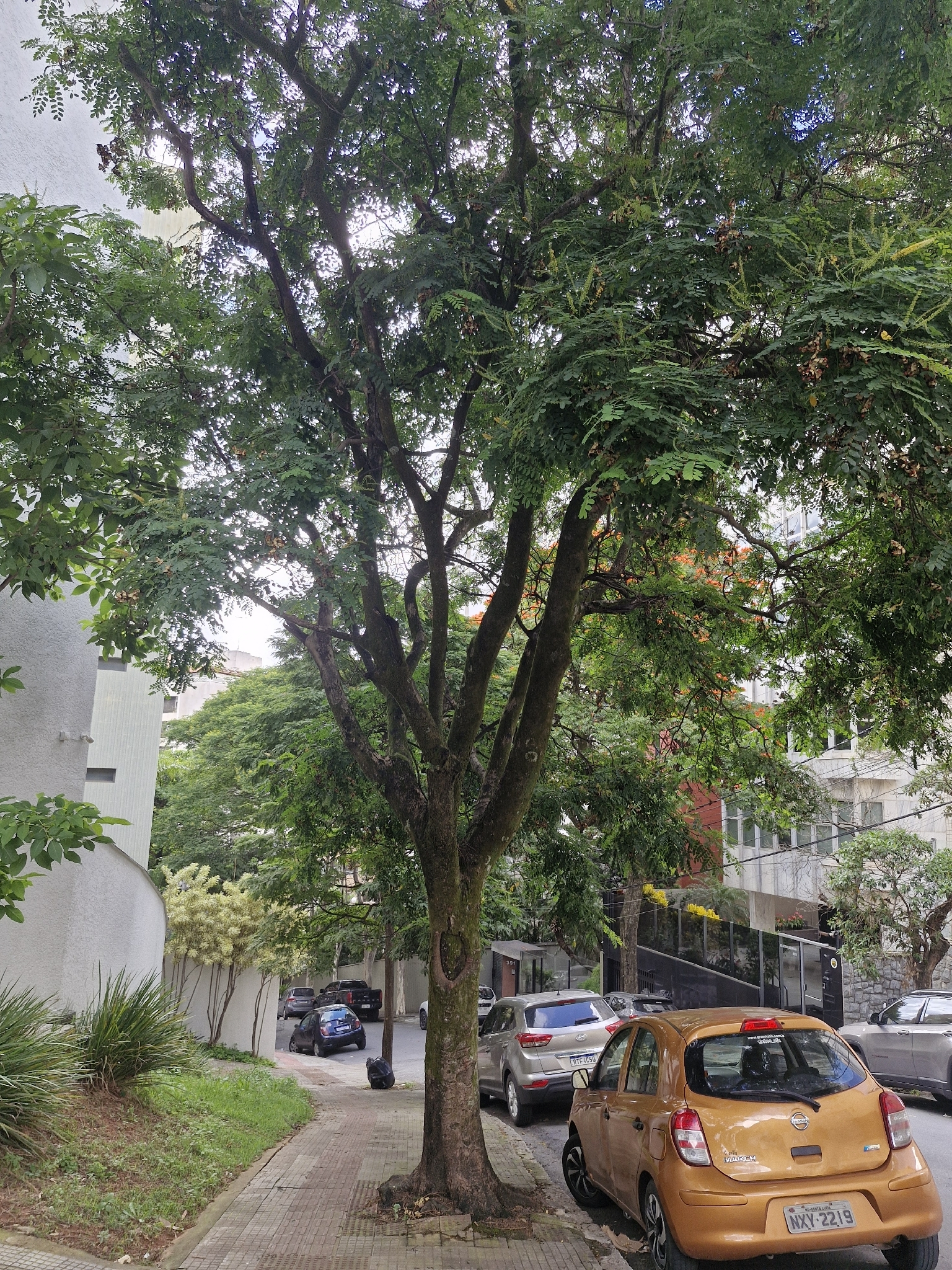 Imagem de Carolina