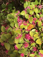Loropetalum