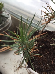 Pinaceae