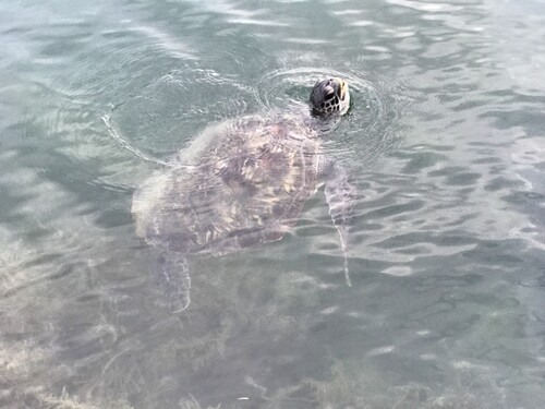 Green Sea Turtle observed by karenmiddlemiss