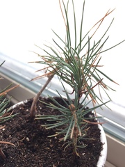 Pinaceae