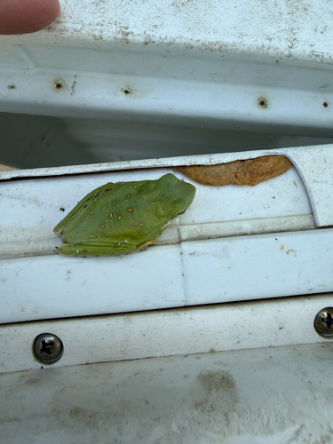 Green Treefrog observed by parker_roach
