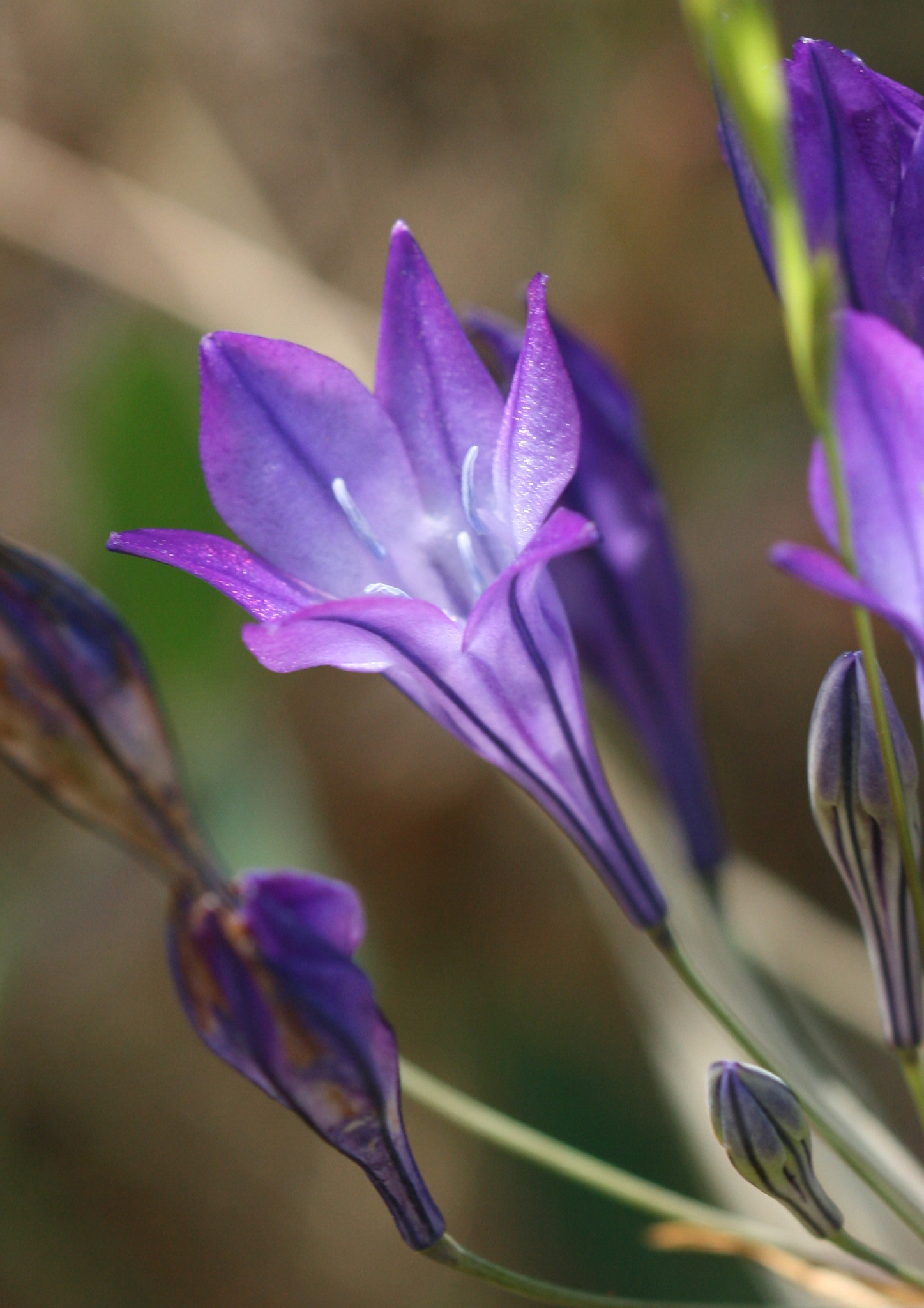 Triteleia laxa