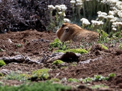 Tachyoryctes macrocephalus