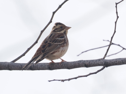Rustic Bunting